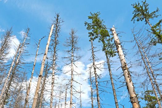 Dry forest trees against the blue sky. Drought