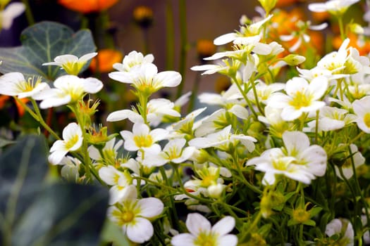 Close-up of the white flowering flowers in the park