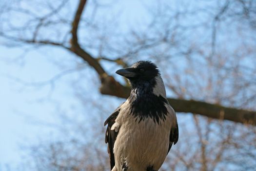 On a tree branch sits a crow in the park