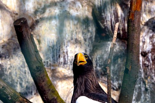 Close-up of a beautiful eagle. An eagle sits in a tree