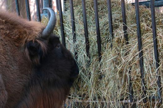 Close up of a bison eating hay