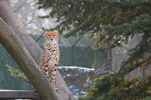 On the tree sits a beautiful fast cheetah