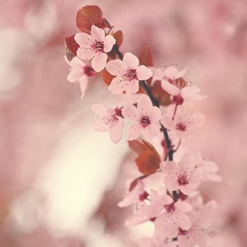 Spring background. Pink cherry blossoms on a tree under a blue sky. Beautiful Sakura flowers during spring time in the park.