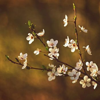 Beautiful flowering tree. Spring colorful background with flowers. Nature in spring time - nice sunny day.