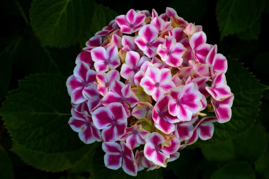 A beautiful bud of flowering hydrangeas in the park in the spring