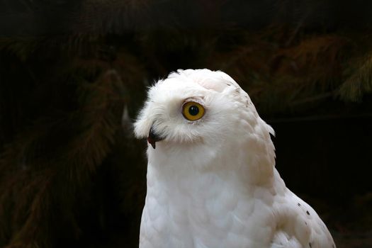 Close-up on a snowy owl. The polar owl is a species of bird from the owl family