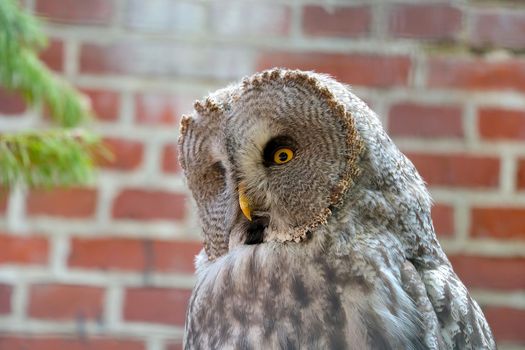 Close-up of a large gray owl in the park