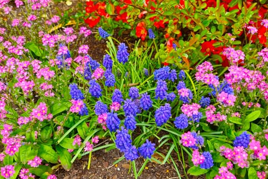 Bright blooming flowers in the garden in the spring