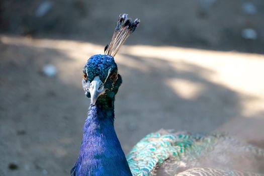 Close-up of a beautiful bright peacock in the park