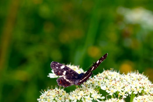 Spring or summer background. A butterfly sits on a flowering field flower