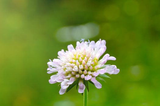 A gentle focus, field clover blooms in a green meadow in spring or summer