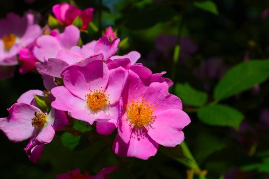 A bright branch of flowering rose hips in the garden