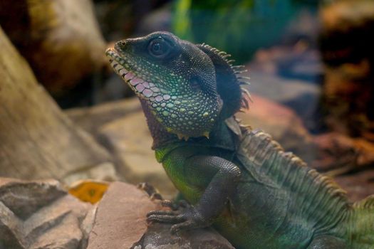 Close-up of the beautiful green iguana in the park