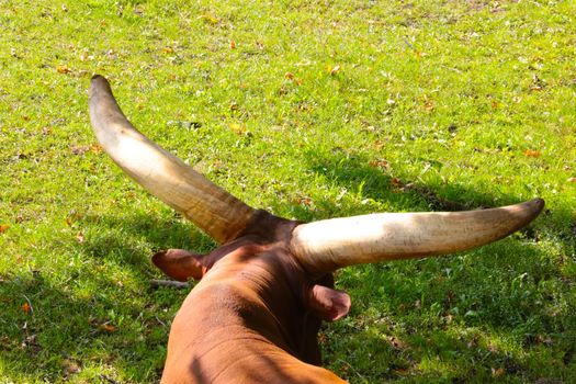 In the shade on the grass lies a buffalo with large long horns