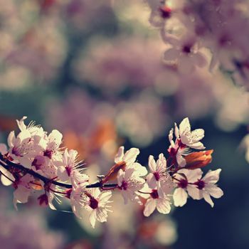 Spring background. Pink cherry blossoms on a tree under a blue sky. Beautiful Sakura flowers during spring time in the park.