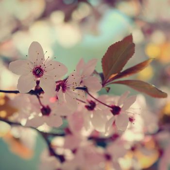 Spring background. Pink cherry blossoms on a tree under a blue sky. Beautiful Sakura flowers during spring time in the park.