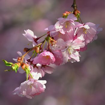 Spring background. Pink cherry blossoms on a tree under a blue sky. Beautiful Sakura flowers during spring time in the park.