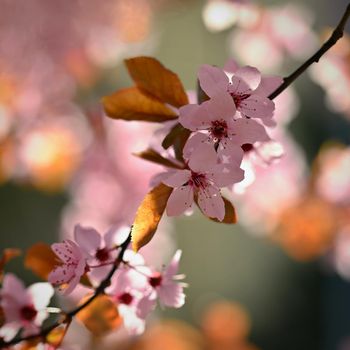 Spring background. Pink cherry blossoms on a tree under a blue sky. Beautiful Sakura flowers during spring time in the park.