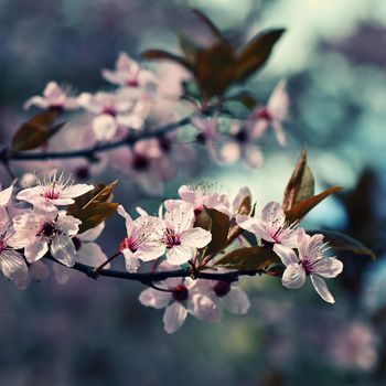 Spring background. Pink cherry blossoms on a tree under a blue sky. Beautiful Sakura flowers during spring time in the park.