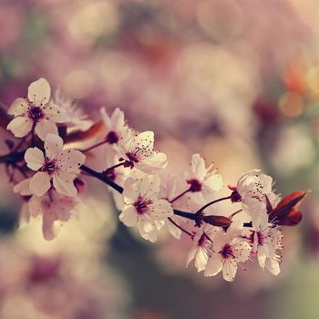 Spring background. Pink cherry blossoms on a tree under a blue sky. Beautiful Sakura flowers during spring time in the park.