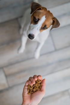 A woman is holding a handful of dry dog food