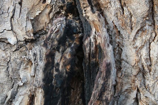 Close-up of the gray bark of an old large tree, background