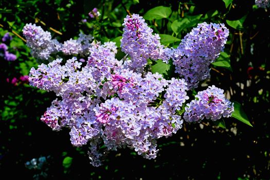 a Eurasian shrub or small tree of the olive family, that has fragrant violet, pink, or white blossoms and is widely cultivated as an ornamental.