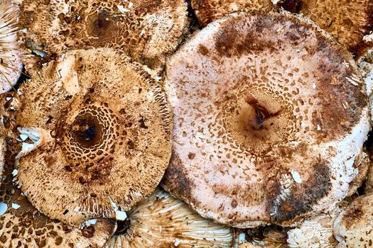 a fungal growth that typically takes the form of a domed cap on a stalk, with gills on the underside of the capEdible mushrooms for making delicious meals.