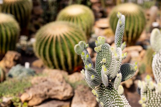 Echinocactus, Cereus and many other cacti in a tropical greenhouse