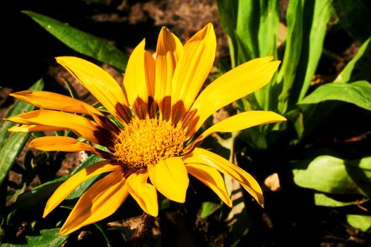 the seed-bearing part of a plant, consisting of reproductive organs that are typically surrounded by a brightly colored petals and a green sepals.