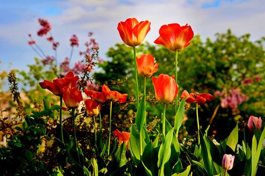 a bulbous spring-flowering plant of the lily family, with boldly colored cup-shaped flowers.