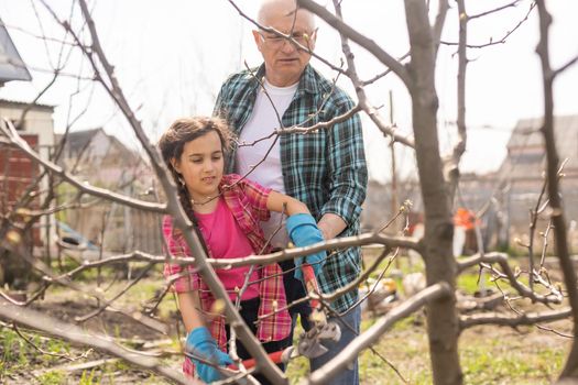 gardening, grandfather and granddaughter in the garden pruning trees.