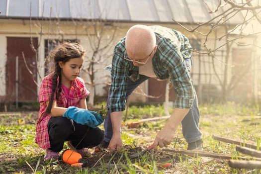 Small girl with senior grandfather in the backyard garden, gardening.