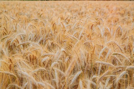 Wheat ears on a wind at sunset, yellow warm light, ripe cones, France, Provence, horizon, gold, rye field, sunset light, backlit. High quality photo