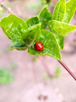 Ladybug on young lilac leaves in the garden close-up.