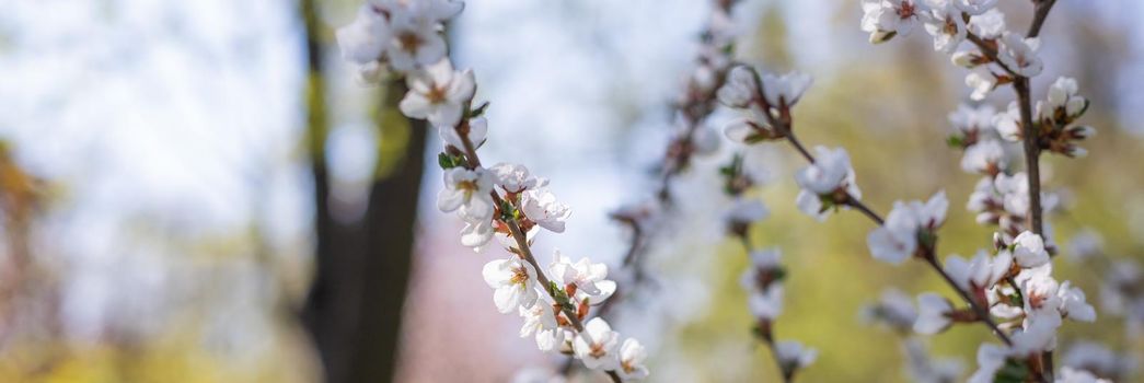 Cherry Blossoms with white Petals on Spring on a sunny day