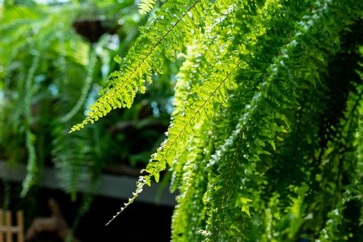 Natural green tropical texture of diffrent bright green leaf, palm tree branches, foliage, fresh exotic botanical pattern.