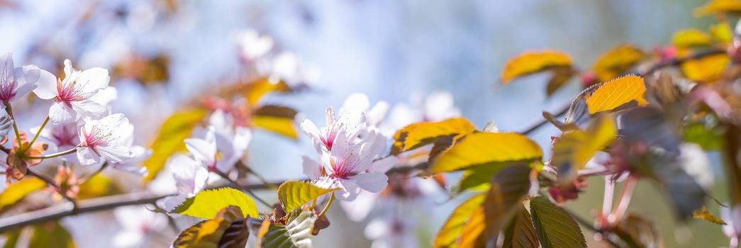 Cherry Blossoms with white Petals on Spring on a sunny day