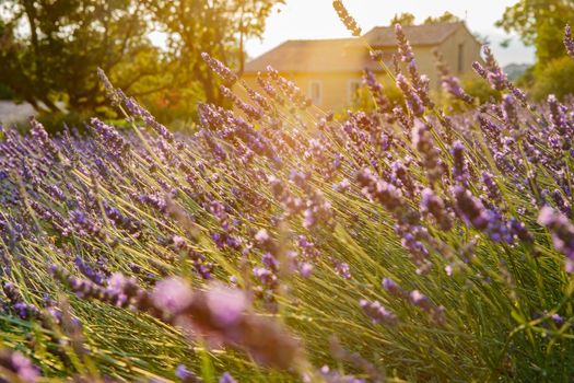 Close up view of flowering lavender at sunset, field of lavender in France, Valensole, Cote Dazur-Alps-Provence, house on a background, backlit. High quality photo