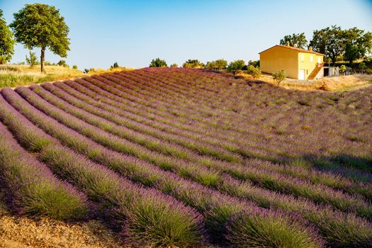 Are long rows of flowering lavender at sunset, field of lavender in France, Valensole, Cote Dazur-Alps-Provence, house on a background, backlit. High quality photo