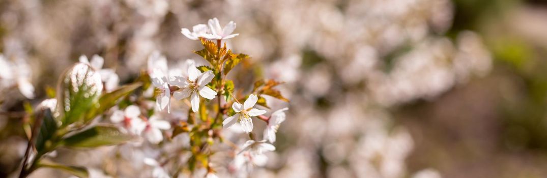 Spring Cherry blossoms, pink flowers.Branch with pink sakura blossoms. Natural background