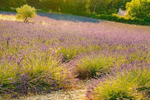 Are long rows of flowering lavender at sunset, field of lavender in France, Valensole, Cote Dazur-Alps-Provence, house on a background, backlit. High quality photo