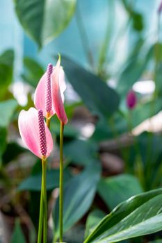 red heart shaped flower, close-up on anthurium flower plant, exotic flamingo flower