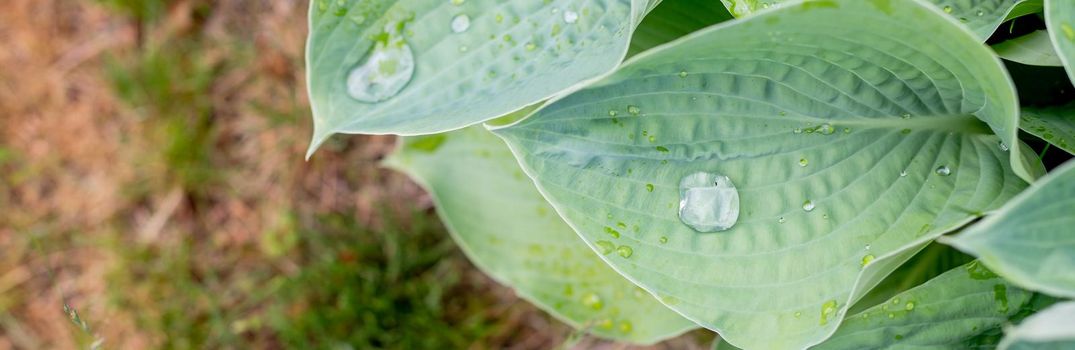 Hosta leaves covered with water drops, natural green background