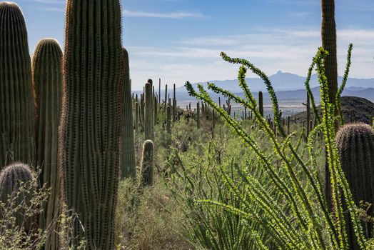 Saguaro National park cactus views of many Saguaro's