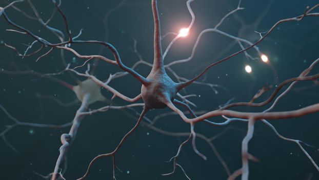 Neuron cluster signal transfer inside human brain