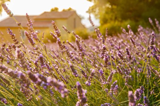 Close up view of flowering lavender at sunset, field of lavender in France, Valensole, Cote Dazur-Alps-Provence, house on a background, backlit. High quality photo