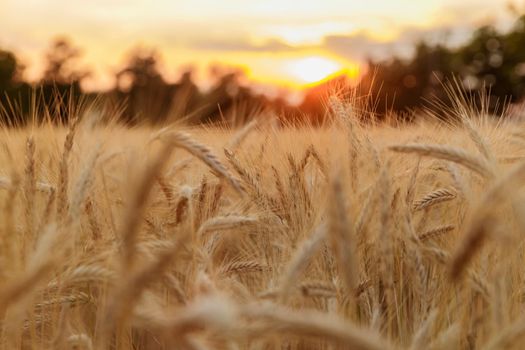 Wheat ears on a wind at sunset, yellow warm light, ripe cones, France, Provence, horizon, gold, rye field, sunset light, backlit. High quality photo