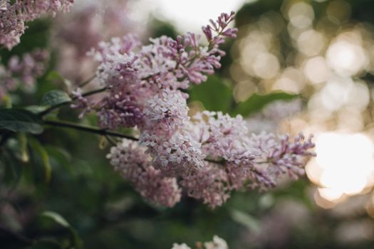 Blooming lilac in the park. Beautiful background of lilac flowers. Purple lilac flowers in a blooming park in spring.