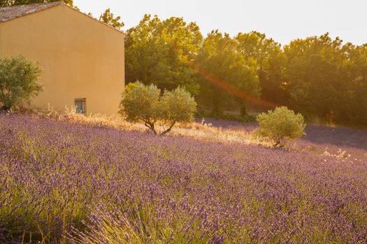 Are long rows of flowering lavender at sunset, field of lavender in France, Valensole, Cote Dazur-Alps-Provence, house on a background, backlit. High quality photo